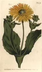 Silphium ou alga-de-colónia, Silphium asterisco, Polygamia nessaria. Gravura em chapa de cobre colorida à mão por F. Sansom de uma ilustração botânica de Sydenham Edwards para as Palestras de Botânica de William Curtis, conforme entregue no Jardim Botânico