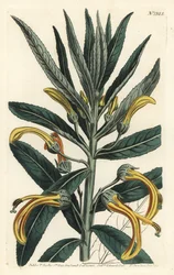 Siphocampylus giganteus, em perigo de extinção (Gigantic lobelia, Lobelia gigantea). Gravura em chapa de cobre colorida à mão por F. Sansom Jr. após ilustração de Sydenham Edwards da revista Botanical Magazine de William Curtis, T. Curtis, Londres.