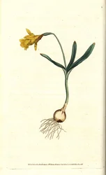 Pequeno narciso - Menos narciso, Narciso pseudonarciso subsp. menor (Narciso menor). Gravura em chapa de cobre colorida à mão depois de uma ilustração botânica de James Sowerby da revista The Botanical Magazine de William Curtis, Lambeth Marsh, Londres.