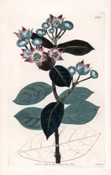 Sodoma Macieira ou Seda - Placa gravada por S.Watts, a partir de uma ilustração de Sarah Anne Drake (1803-1857), do Botanical Register of Sydenham Edwards (1768-1819), Inglaterra