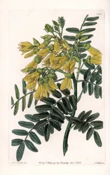 South American sophora variete - Gravado por S.Watts, a partir de uma ilustração de Sarah Anne Drake (1803-1857), do Botanical Register of Sydenham Edwards (1768-1819), Inglaterra