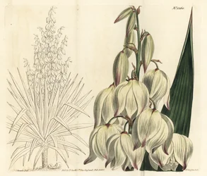 Punhal espanhol ou a soberba agulha de Adam, Yucca gloriosa. Gravura em chapa de cobre colorida à mão por F. Sansom Jr. após ilustração de Sydenham Edwards da revista Botanical Magazine de William Curtis, T. Curtis, Londres