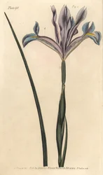 Íris espanhola, Iris xiphium. Gravura em chapa de cobre colorida à mão por F. Sansom de uma ilustração botânica de Sydenham Edwards para as Palestras de Botânica de William Curtis, conforme entregue no Jardim Botânico de Lambeth.