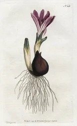 Bulbocode de Primavera ou campanette - Litografia de Sydenham Edwards (1768-1819), da Revista Botânica de William Curtis (1746-1799)