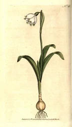 Spring level ou Claudinette - Spring snowflake, Leucojum vernum. Gravura em chapa de cobre colorida à mão depois de uma ilustração botânica de James Sowerby da revista The Botanical Magazine de William Curtis, Lambeth Marsh, Londres.