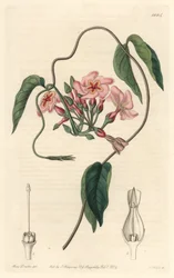 Echite estelar, natural do Brasil - Water forte de S. Watts a partir de uma ilustração de Sarah Anne Drake (1803-1857), do Botanical Register