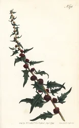 Espinafre-morango numa baguete - Quenopódio-folhoso, Chenopodium foliosum (Erva-morango, Blitum virgatum). Gravado por Sansom a partir de uma ilustração de Sydenham Edwards para o Botanical Magazine de William Curtis, Londres