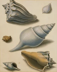Estudos de Conchas e Flora Marinha,
