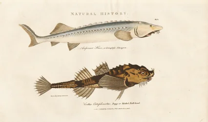Sturgeon e Pogge
