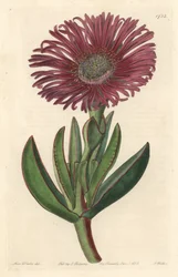 Suculenta planta Carpobrotus, nativa da África do Sul - Água forte de S. Watts a partir de uma ilustração de Sarah Anne Drake (1803-1857), do Botanical Register