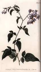 Doce-amarga. Gravura em cobre colorida, ilustração de Sydenham Edwards (1768-1819) para Conferences of Botanical, Jardim Botânico de Lambeth (Inglaterra)