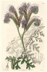 Tansy leaf phacelia, nativa da Califórnia - Water forte de S. Watts a partir de uma ilustração de Sarah Anne Drake (1803-1857), do Botanical Register