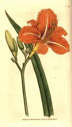 Tawny day-lily, Hemerocallis fulva. Gravura em chapa de cobre colorida à mão depois de uma ilustração botânica da revista The Botanical Magazine de William Curtis, Lambeth Marsh, Londres.