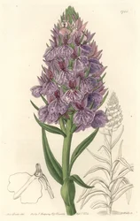 Orquídea terrestre endémica da ilha da Madeira - Água-forte de S. Watts a partir de uma ilustração de Sarah Anne Drake (1803-1857), de The Botanical Register