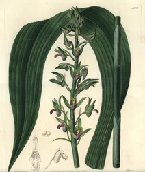 Variedade de orquídea terrestre - Orquídea-coco-selvagem, Eulophia alta (cirtopódio de Woodford, Cyrtopodium woodfordii). Gravura em cobre colorida à mão por S. Watts segundo uma ilustração da menina Sarah Drake do Botanical Register de Sydenham Edwards