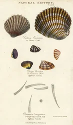 Berbigão espinhoso, Cardium echinatum, purr truncado, Donax crenulata, e concha-dente de oito estrias, Dentalium octangulatum. Gravura em cobre colorida à mão segundo Sydenham Edwards, de Pantologia, a New Encyclopedia de John Mason Good, G. Kearsley