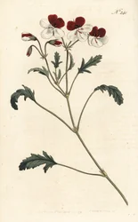 Guindaste tricolor de três cores, Pelargonium tricolor. Gravura em chapa de cobre colorida à mão por Sansom após ilustração de Sydenham Edwards rom William Curtis