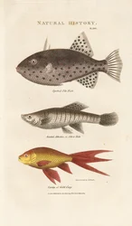 Três peixes marinhos