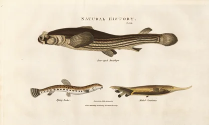 Três espécies de peixes invulgares