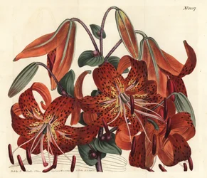 Tiger lily - Tiger lily, Lilium lancifolium (Tyger-spotted Chinese lily, Lilium tigrinum). Gravura em chapa de cobre colorida à mão por F. Sansom Jr. após ilustração de Sydenham Edwards da revista Botanical Magazine de William Curtis, T. Curtis, Londres.