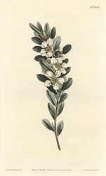 Árvore a the ou murta australiana - Árvore de chá da costa, Leptospermum laevigatum (Smooth fabricia, Fabricia laevigata). Gravura em chapa de cobre colorida à mão por F. Sansom Jr. após uma ilustração de Sydenham Edwards da revista Botanical de William Cu