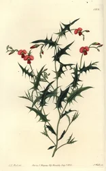Corozema triangular, Chorozema triangulare. Gravura em chapa de cobre colorida à mão por S. Watts após ilustração de J.T. Hart do Sydenham Edwards
