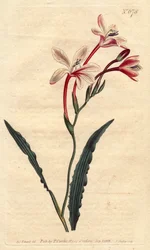 A Tritonia tem uma folha encaracolada e flores rosas, carmesim e brancas, nativas da África do Sul. Tritônia frisada com flores rosas, carmesim e brancas. Nativa da África do Sul. Tritonia crispa. Gravura em chapa de cobre colorida à mão a partir de uma il