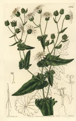 Nabo de nabo de almíscar-succory, Moscharia pinnatifida. Gravura em chapa de cobre colorida à mão por S. Watts depois de uma ilustração de Miss Sarah Drake do Registo Botânico de Sydenham Edwards, Ridgeway, Londres.