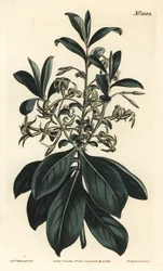 Daphne de flor dupla, Daphne pontica. Gravura em chapa de cobre colorida à mão por F. Sansom Jr. após ilustração de Sydenham Edwards da revista Botanical Magazine de William Curtis, T. Curtis, Londres.