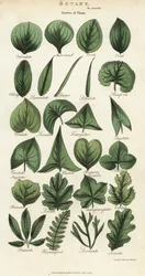 Tipos de folhas de plantas. Gravura em chapa de cobre colorida à mão depois de Sydenham Edwards de John Mason Good
