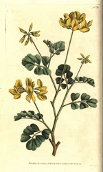 Valencia Coronilla - Escorpião ervilhaca, Coronilla valentina subsp. glauca (Coronilla glauca verde-marinho ou de cheiro dia, Coronilla glauca). Gravura em chapa de cobre colorida à mão depois de uma ilustração botânica de Sydenham Edwards da revista The B