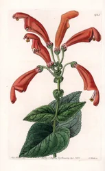 Variete de gesneria, uma flor em tubos - Placa gravada por S.Watts, baseada numa ilustração de Sarah Anne Drake (1803-1857), do Botanical Register of Sydenham Edwards (1768-1819), Inglaterra