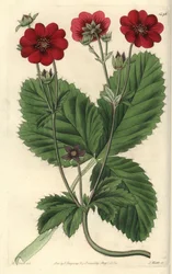 Variedades de Cinquefoil - Potentilla de Russell, Potentilla russelliana. Gravura em chapa de cobre colorida à mão por S. Watts após uma ilustração de M. Hart do Registo Botânico de Sydenham Edwards, Ridgeway, Londres