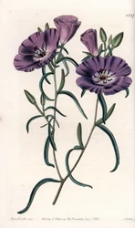 Variiete de Clarkia, nativa da América do Sul Gravada por S.Watts, de uma ilustração de Sarah Anne Drake (1803-1857), do Botanical Register of Sydenham Edwards (1768-1819), Inglaterra.