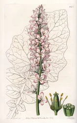 Variiete de Francoa com Folhas de Leite, endêmica no Chile - Gravada por S.Watts, de uma ilustração de Sarah Anne Drake (1803-1857), do Registro Botânico de Sydenham Edwards (1768-1819), Inglaterra