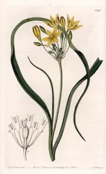 Variedades de Triteleia ou brodeleia, com flores amarelas, nativas da Califórnia - Placa gravada por S.Watts, de uma ilustração de Sarah Anne Drake (1803-1857), do Botanical Register of Sydenham Edwards (1768-1819), Inglaterra