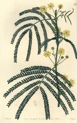 Variete de acácia (ou cassier) - Acácia de folhas de fetos, Acácia pentadenia. Gravura em chapa de cobre colorida à mão por S. Watts após uma ilustração de J. Hart do Sydenham Edwards