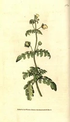 Variedades de calceolar - Calceolaria pinnated slipper-wort, Calceolaria pinnata. Gravura em chapa de cobre colorida à mão depois de uma ilustração botânica de James Sowerby da revista The Botanical Magazine de William Curtis, Lambeth Marsh, Londres.