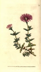 Variedades de ficoide - Calêndula de figo barbudo, Mesembryanthemum barbarum. Gravura em chapa de cobre colorida à mão depois de uma ilustração botânica da revista The Botanical Magazine de William Curtis, Lambeth Marsh, Londres.