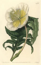 Variedades de oenothere ou erva com burros ou onagra - Onagra branca de pé direito, Oenothera anisoloba. Gravura em chapa de cobre colorida à mão por S. Watts após uma ilustração de Sarah Drake do Sydenham Edwards