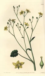 Variete de villarsia, endêmica da Austrália - Ornduffia reniformis (Kidney-leaved villarsia, Villarsia reniformis). Gravura em chapa de cobre colorida à mão por S. Watts depois de uma ilustração de Miss Sarah Drake do Registo Botânico de Sydenham Edwards, 