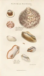 Várias conchas de arca