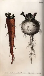 Raízes de legumes: cenoura e nabo. Gravura em cobre colorido, ilustração de Sydenham Edwards (1768-1819) para Conferências de Botanical, Jardim Botânico de Lambeth (Inglaterra)