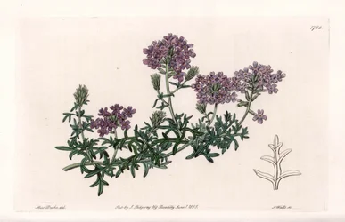 Verbena multifide - Gravado por S. Watts, de uma ilustração de Sarah Anne Drake (1803-1857), do Botanical Register of Sydenham Edwards (1768-1819), Inglaterra