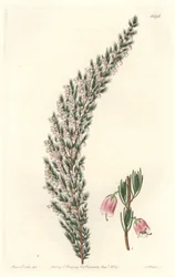 Epiário Vesicular, originário da Europa - Water forte de S. Watts a partir de uma ilustração de Sarah Anne Drake (1803-1857), do Botanical Register