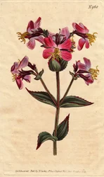 Eróxia da Virgínia, com flores roxas e cor-de-rosa Eróxia da Virgínia, com flores coloridas de cor-de-rosa e malva. Rhexia virginica. Gravura em chapa de cobre colorida à mão a partir de uma ilustração botânica de Sydenham Edwards da "Botanical Magazine" d