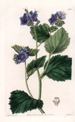 Viscous Phacelia - Placa gravada por S.Watts, a partir de uma ilustração de Sarah Anne Drake (1803-1857), do Botanical Register of Sydenham Edwards (1768-1819), Inglaterra