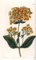 Calceolar viscoso (ou chinelo pequeno) - Tábua gravada por S.Watts, de uma ilustração de Sarah Anne Drake (1803-1857), do Registro Botânico de Sydenham Edwards (1768-1819), Inglaterra