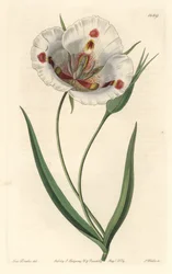 Calocorte de flor branca (mariposa), nativo da Califórnia - Calocortus manchado ou lírio de mariposa borboleta, Calochortus venustus, nativo da Califórnia - Gravura em chapa de cobre colorida à mão por S. Watts após ilustração de Miss Drake, de Sydenham Ed