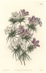 Leptosifão Branco e Roxo - Água Forte de S. Watts de uma ilustração de Sarah Anne Drake (1803-1857), do Botanical Register